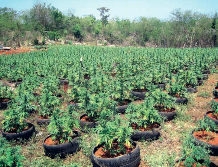I diversi metodi per coltivare la Cannabis light: OUTDOOR