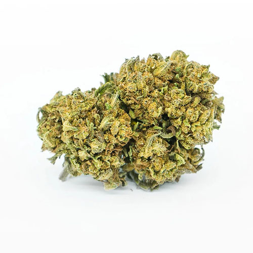 gold-kush-cannabis-light-hemp-cbd-migliore-qualita-prezzo-biologica-italiana