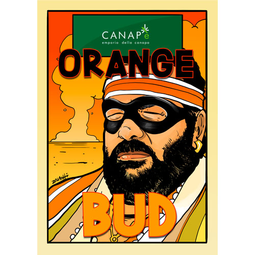 orange-bud-cannabis-light-hemp-cbd-migliore-qualita-prezzo-biologica-italiana-canape