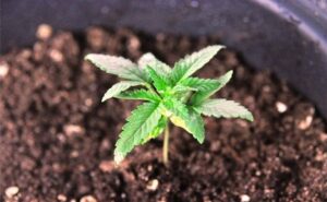 Piantare Cannabis in casa - Seconda parte