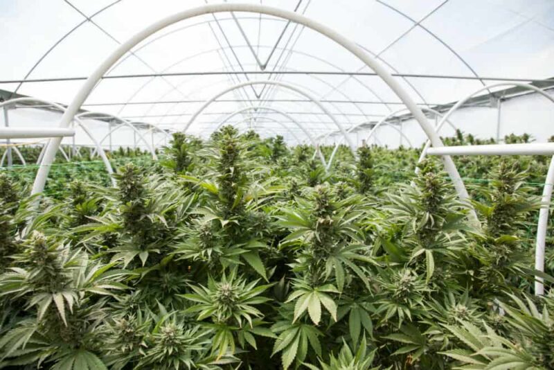 I diversi metodi per coltivare la Cannabis light: greenhouse