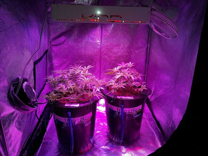 I diversi metodi per coltivare la Cannabis light: indoor