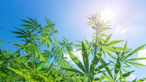 Cannabis Light - Perché meglio legalizzare