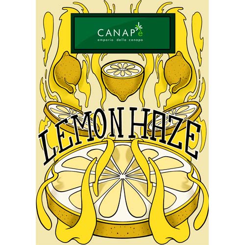 lemon-haze-cannabis-light-hemp-cbd-migliore-qualita-prezzo-biologica-italiana-canape