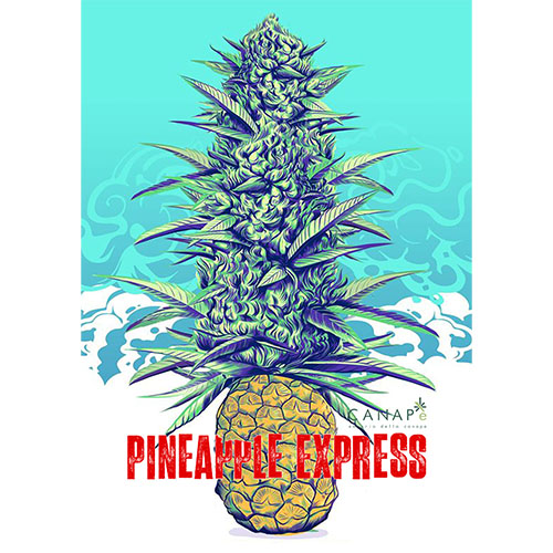 pineapple-express-cannabis-light-hemp-cbd-migliore-qualita-prezzo-biologica-italiana-canape