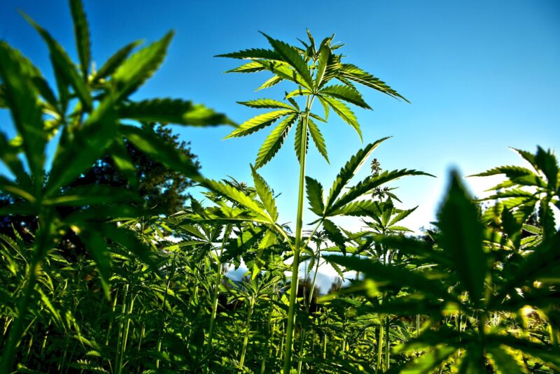 LEGALIZZAZIONE DELLA CANNABIS: europa