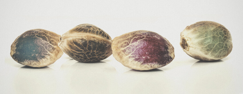i vari usi dei semi di canapa: indica