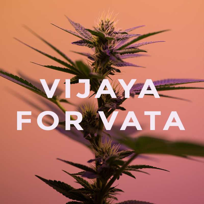 cannabis nella cultura orientale: ayurveda e testi vedici