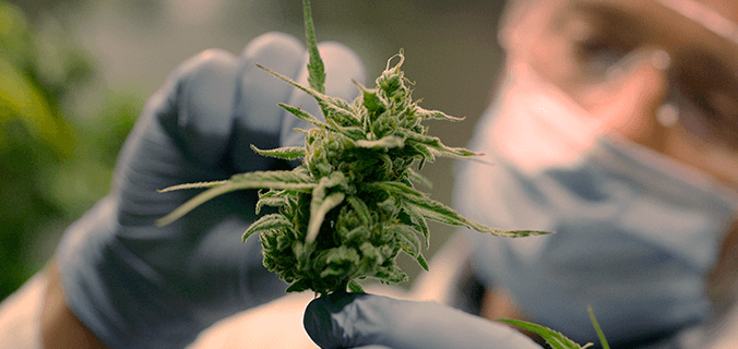 cbd e lavoro: risulta nei test antidroga?