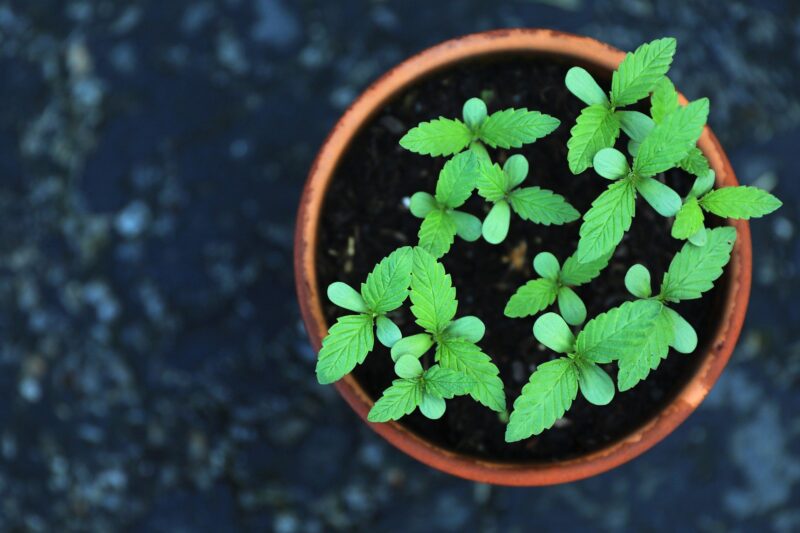 LEGALIZZAZIONE DELLA CANNABIS IN ITALIA, coltivazione