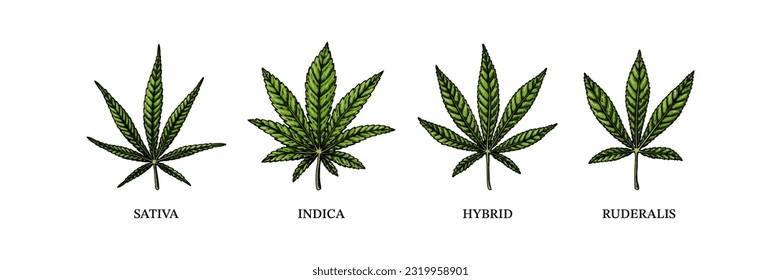cannabis-indica-sativa-ibrida-ruderalis cannabis-indica-sativa-ibrida-ruderalis