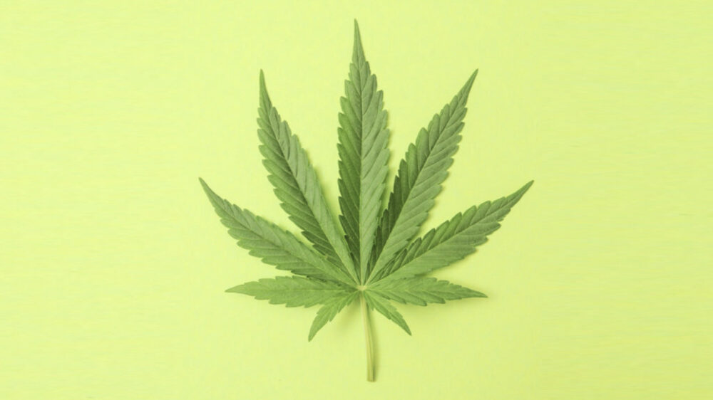 Le DIVERSE Specie di Cannabis: sativa Le DIVERSE Specie di Cannabis: sativa