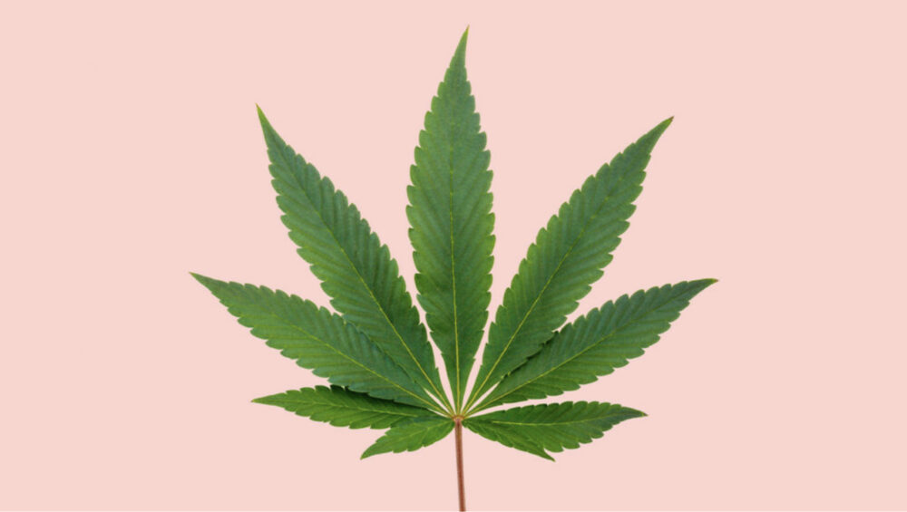 Le DIVERSE Specie di Cannabis: indica Le DIVERSE Specie di Cannabis: indica