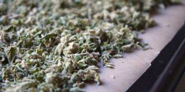 decarbossilazione cannabis