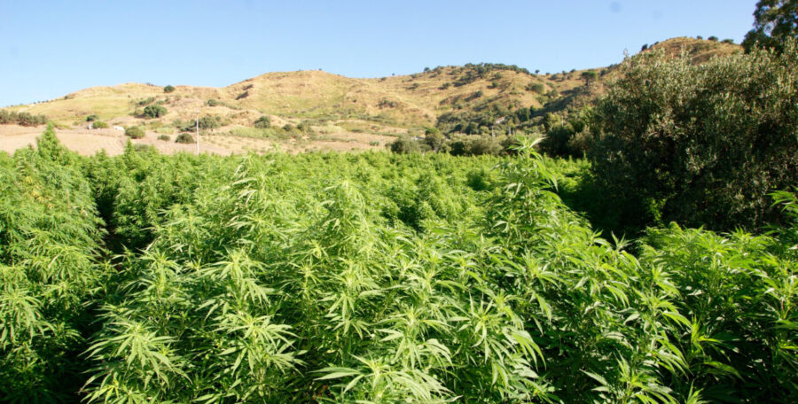 piantagione-marijuana-canapa legale