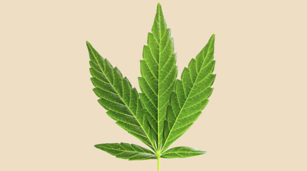 Le DIVERSE Specie di Cannabis: ruderalis Le DIVERSE Specie di Cannabis: ruderalis