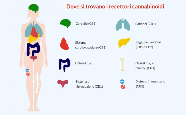 sistema endocannabinoide